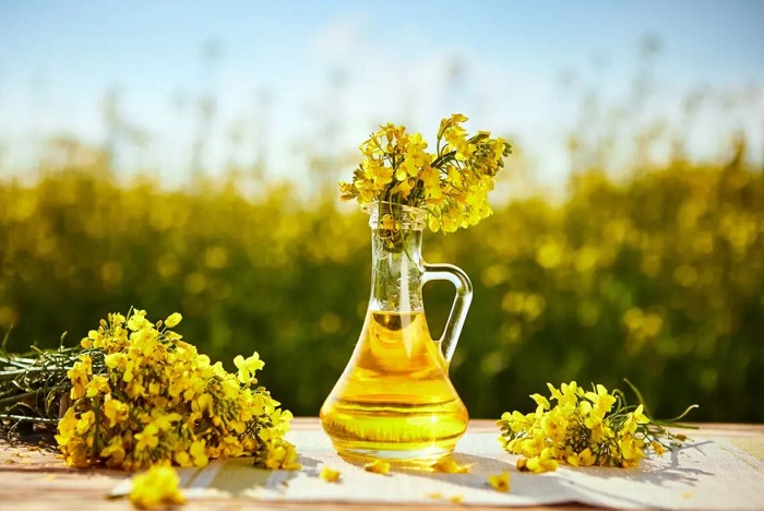 روغن کلزا چیست؟